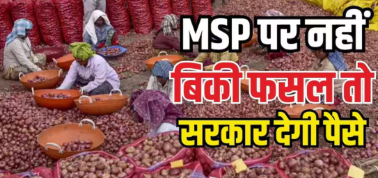 अगर किसानों को MSP से कम कीमत मिलती है, तो सरकार अंतर की राशि का भुगतान करेगी—जानें कि इस लाभ को कैसे प्राप्त करें।